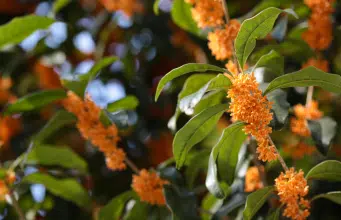 Este es el árbol que perfuma su casa y su jardín: crece perfecto en una matera, ideal para espacios pequeños