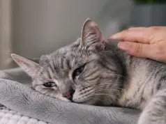 Cuando el adiós se acerca: señales que pueden indicar que su gato está viviendo sus últimos días