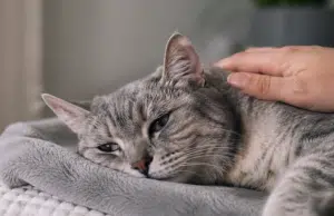 Cuando el adiós se acerca: señales que pueden indicar que su gato está viviendo sus últimos días