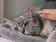 Cuando el adiós se acerca: señales que pueden indicar que su gato está viviendo sus últimos días