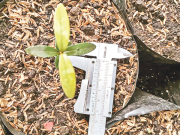Biofertilizantes, ayuda natural para restauración ecológica