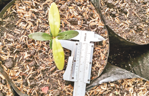 Biofertilizantes, ayuda natural para restauración ecológica