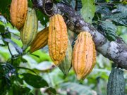 Colombia atrae inversión extranjera en cacao