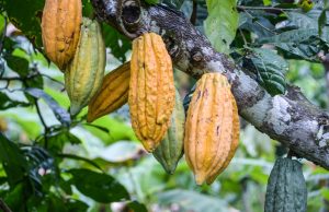 Colombia atrae inversión extranjera en cacao