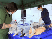 En Abejorral esterilizaron 320 animales en jornada masiva