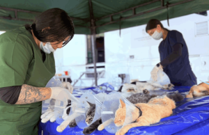 En Abejorral esterilizaron 320 animales en jornada masiva