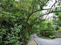 El riesgo latente de árboles urbanos sembrados, pero mal planificados