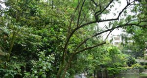 El riesgo latente de árboles urbanos sembrados, pero mal planificados