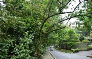 El riesgo latente de árboles urbanos sembrados, pero mal planificados