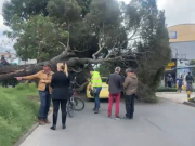 Caída de árbol restringe paso en Av. Esperanza con carrera 80B