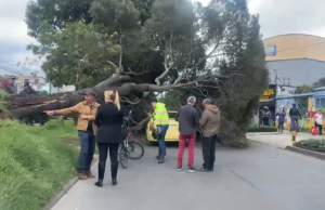 Caída de árbol restringe paso en Av. Esperanza con carrera 80B