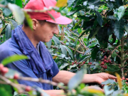 Gobierno invertirá $52.000 millones para asegurar el café frente a El Niño