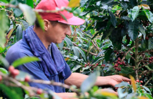 Gobierno invertirá $52.000 millones para asegurar el café frente a El Niño
