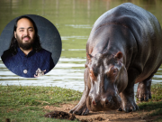 Hijo de multimillonario indio ofrece acoger a los 80 hipopótamos