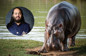 Hijo de multimillonario indio ofrece acoger a los 80 hipopótamos