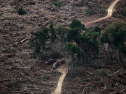 La destrucción de bosques tropicales se moderó en 2025