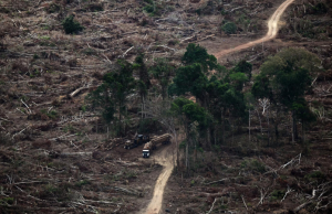 La destrucción de bosques tropicales se moderó en 2025