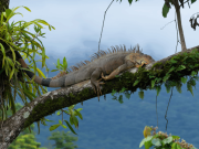 Fauna silvestre, usada para consumo humano en Semana Santa