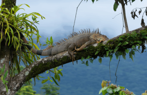 Fauna silvestre, usada para consumo humano en Semana Santa
