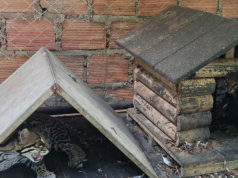 Rescatan ocelotes que iban a ser vendidos por redes sociales