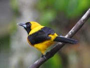 El llamado de las aves