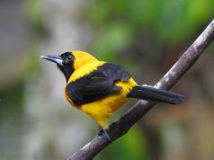 El llamado de las aves