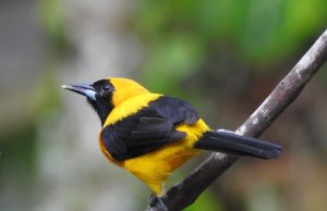 El llamado de las aves