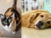 ¿Cómo cuidar a las mascotas en vacaciones?