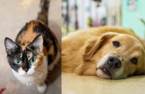 ¿Cómo cuidar a las mascotas en vacaciones?