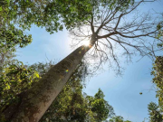 Identifican fallas en contratos de la Empresa Forestal del Huila