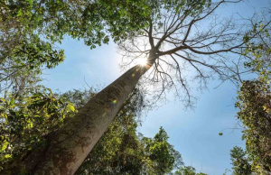 Identifican fallas en contratos de la Empresa Forestal del Huila