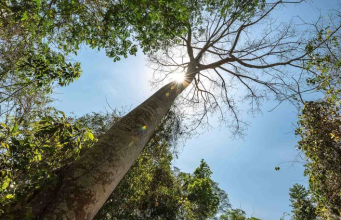 Identifican fallas en contratos de la Empresa Forestal del Huila