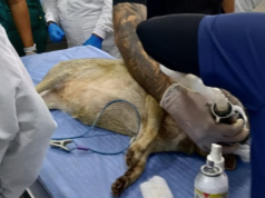 Inicia recolección de tejidos de fauna silvestre para biobanco