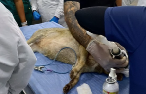 Inicia recolección de tejidos de fauna silvestre para biobanco