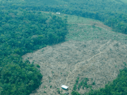 Conflicto armado amenaza con extinguir 44 especies de animales