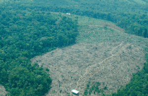 Conflicto armado amenaza con extinguir 44 especies de animales