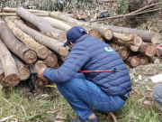 Incautan madera ilegal y capturan taladores en Cundinamarca y Boyacá
