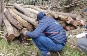 Incautan madera ilegal y capturan taladores en Cundinamarca y Boyacá