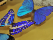 Alianza científica busca acelerar el descubrimiento de especies