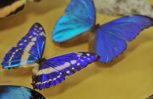 Alianza científica busca acelerar el descubrimiento de especies