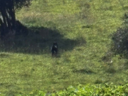 Avistan oso andino juvenil cerca del casco urbano de La Calera