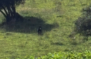 Avistan oso andino juvenil cerca del casco urbano de La Calera