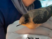 Descubren tres especies de parásitos en aves y anfibios