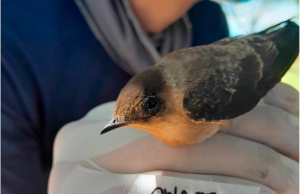 Descubren tres especies de parásitos en aves y anfibios