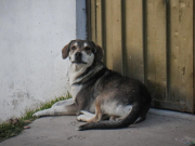 350 mil animales callejeros en Bogotá y no cumplen meta de esterilización