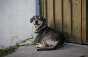 350 mil animales callejeros en Bogotá y no cumplen meta de esterilización