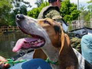 Gobierno crea comisión para proteger animales durante emergencias