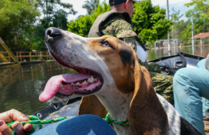 Gobierno crea comisión para proteger animales durante emergencias