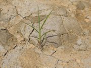Los 6 sectores de la economía que serían los más afectados por El Niño
