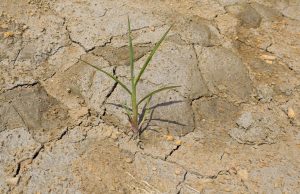 Los 6 sectores de la economía que serían los más afectados por El Niño